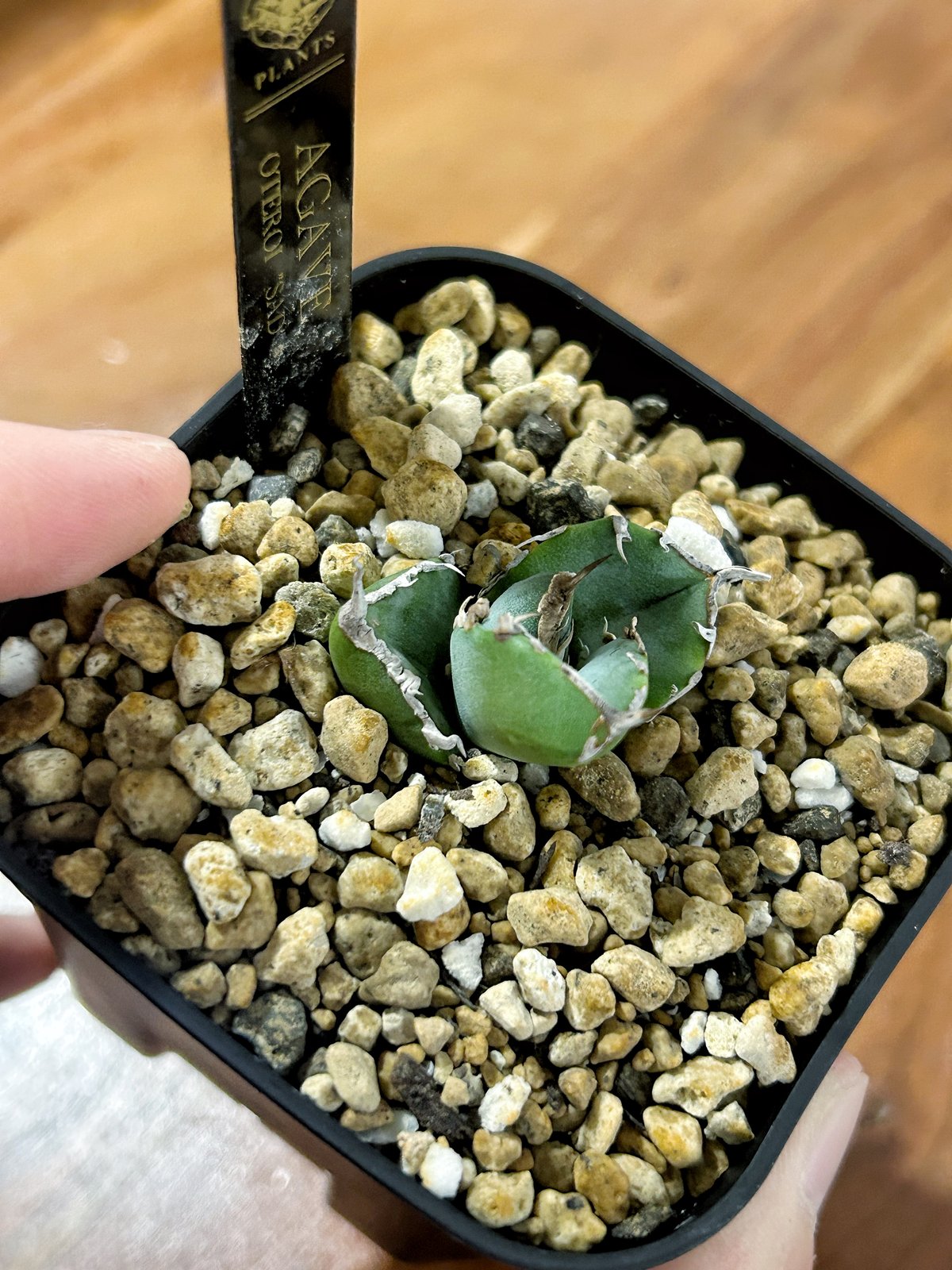 アガベ 南アフリカダイヤモンド ムチムチ子株 | アガベ専門店 Heart