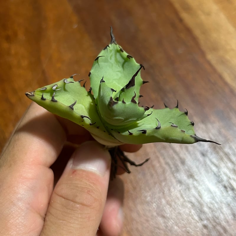 アガベ 姫巌龍×姫雷帝 ハイブリッド ムチプリ短葉 | アガベ専門店