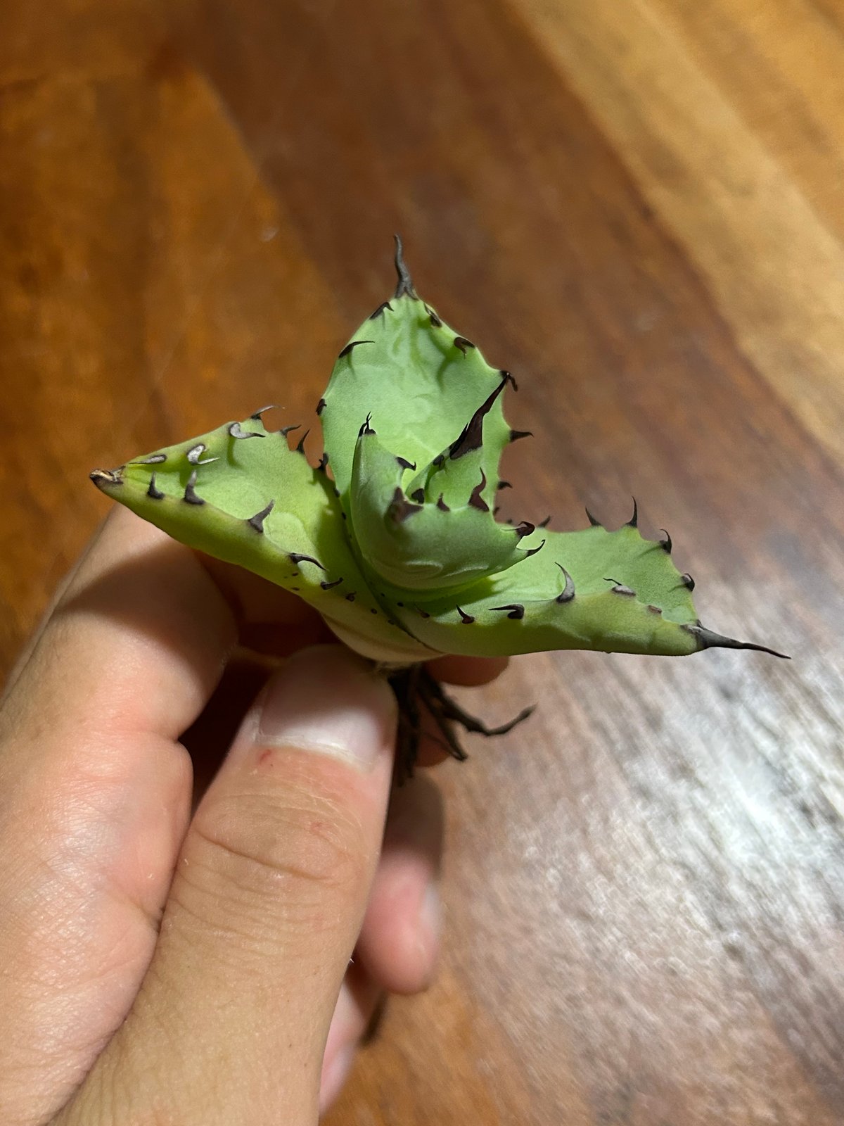 fit=scale-down,w=1200