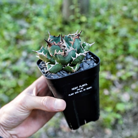 Heart plants plastics slitpot 90深鉢　3個セット