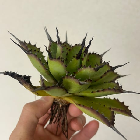 トコちゃんさん専用❣️子株2つ❣️特大美株❣️アガベ アメリカーナ 華厳 トコちゃんさん専用❣️子株2つ❣️特大美株❣️アガベ アメリカーナ 華厳