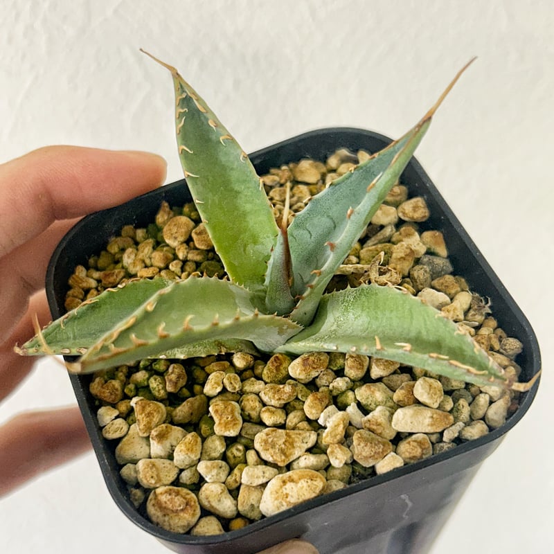 アガベ　ファンキートゥース　ハイブリッド　パラサナ　モンタナ　エボリスピナ 専用 ハイブリッド パラサナ エボリスピナ パライシ モンタナ チタノタ