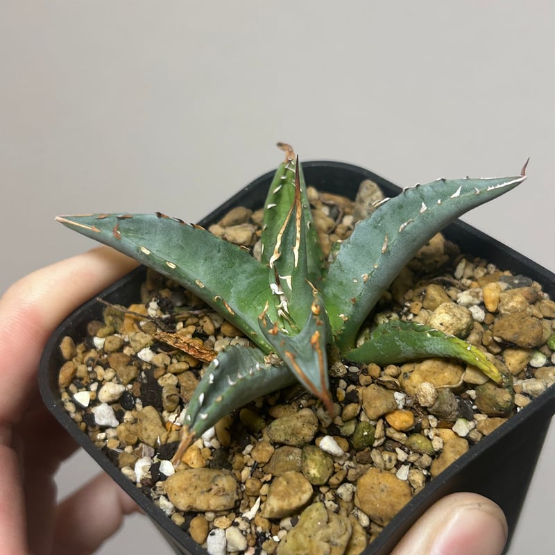 アガベ 妖炎×姫巌龍 ハイブリッド | アガベ専門店 Heart plants.