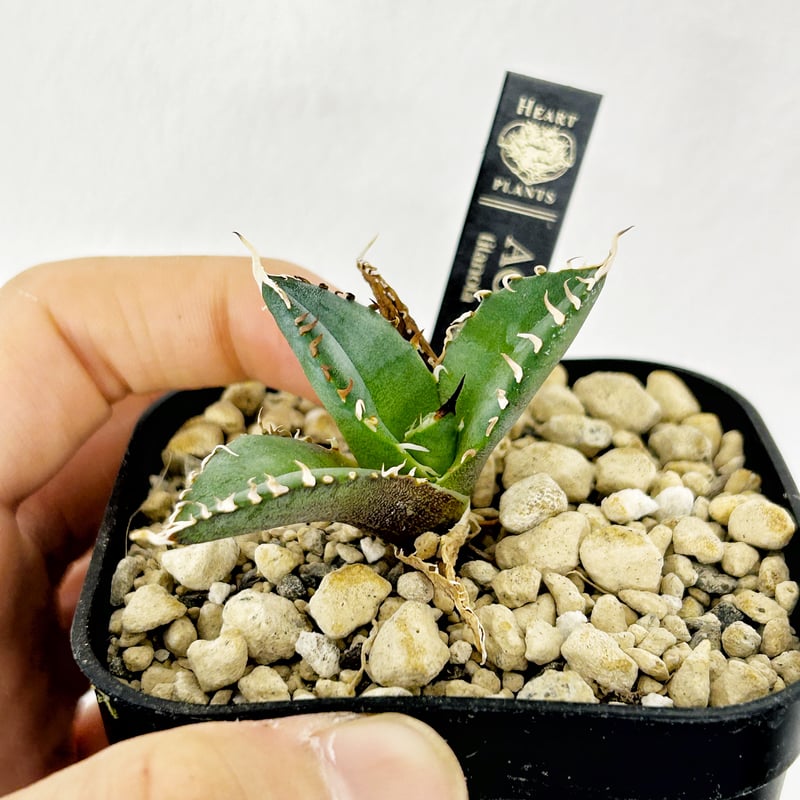 アガベ キュービック 錦 斑入り 黄覆輪斑 多肉植物 アガベ キュービック 錦 斑入り 黄覆輪斑 多肉植物