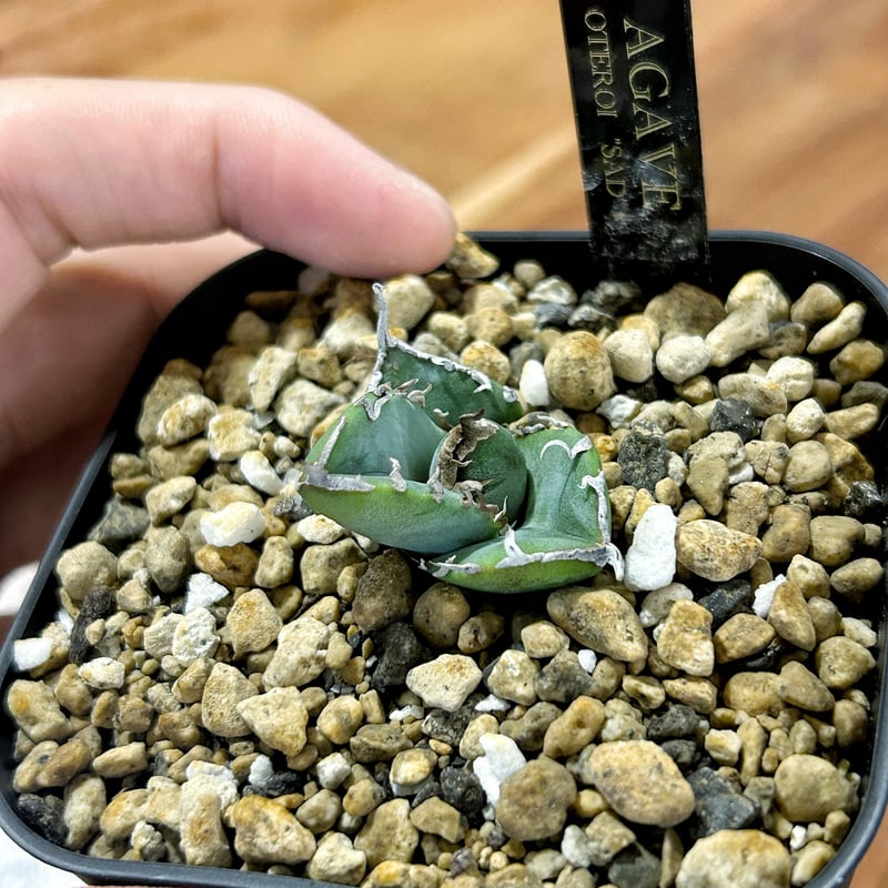 アガベ 南アフリカダイヤモンド ムチムチ子株 | アガベ専門店 Heart