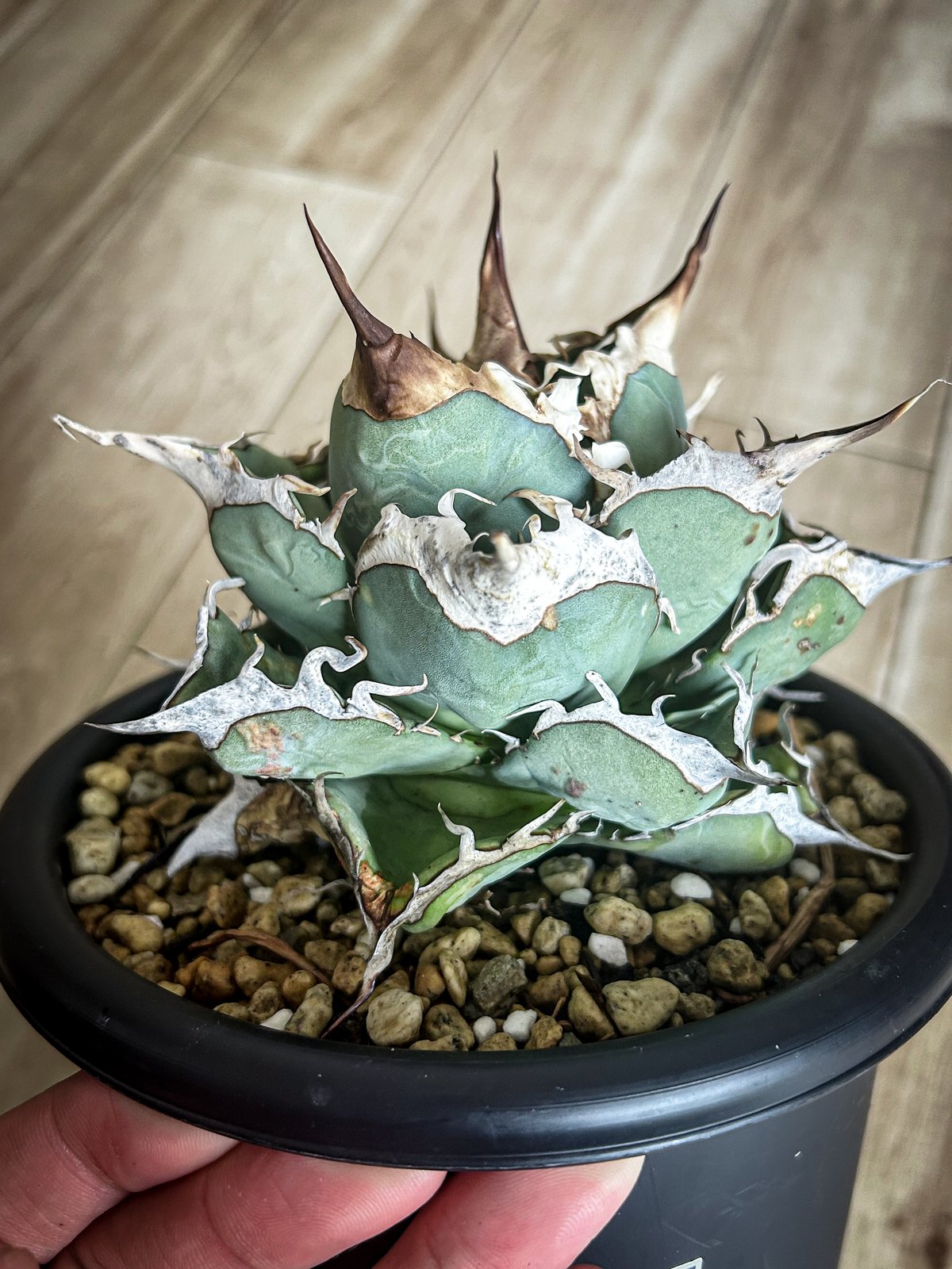 訳あり アガベ ビースト heart plants アガベ heart plants numbers 010 HP010 子株 | アガベ専門店