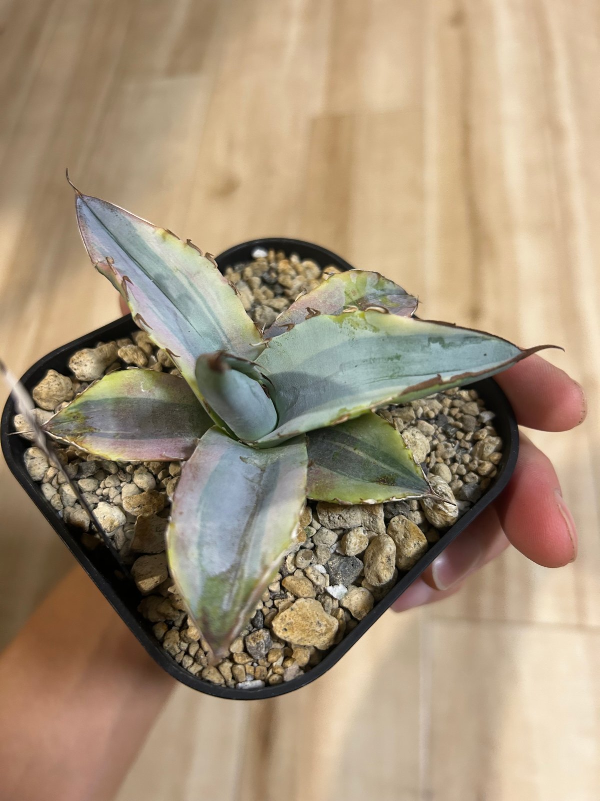 アガベ ホワイトアイス斑入り ホワイトダイヤモンド | アガベ専門店