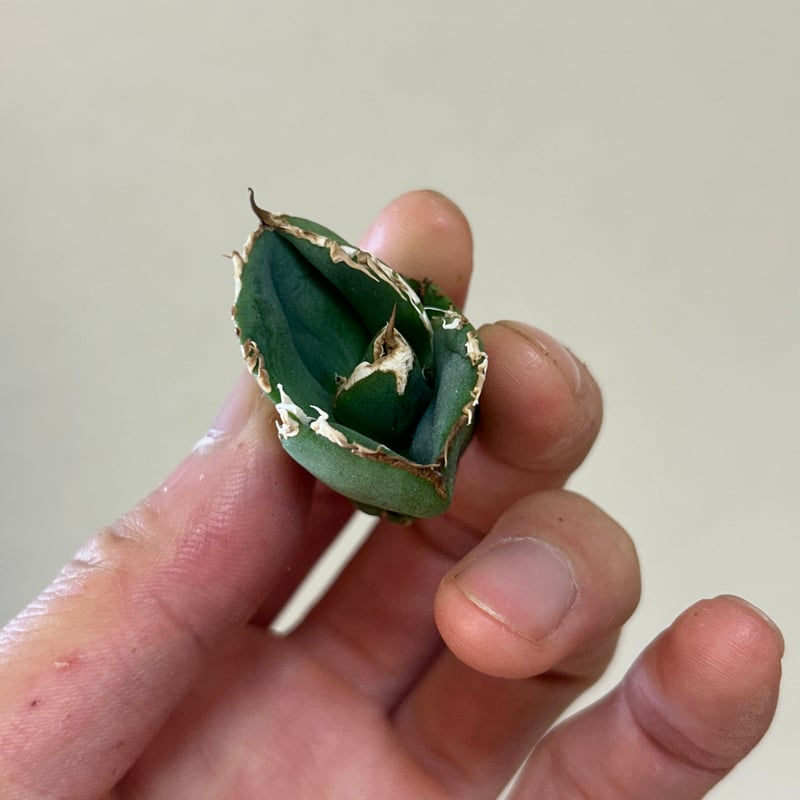 アガベ 蚩尤 OC子株 ブツブツ 裏棘 | アガベ専門店 Heart plants.