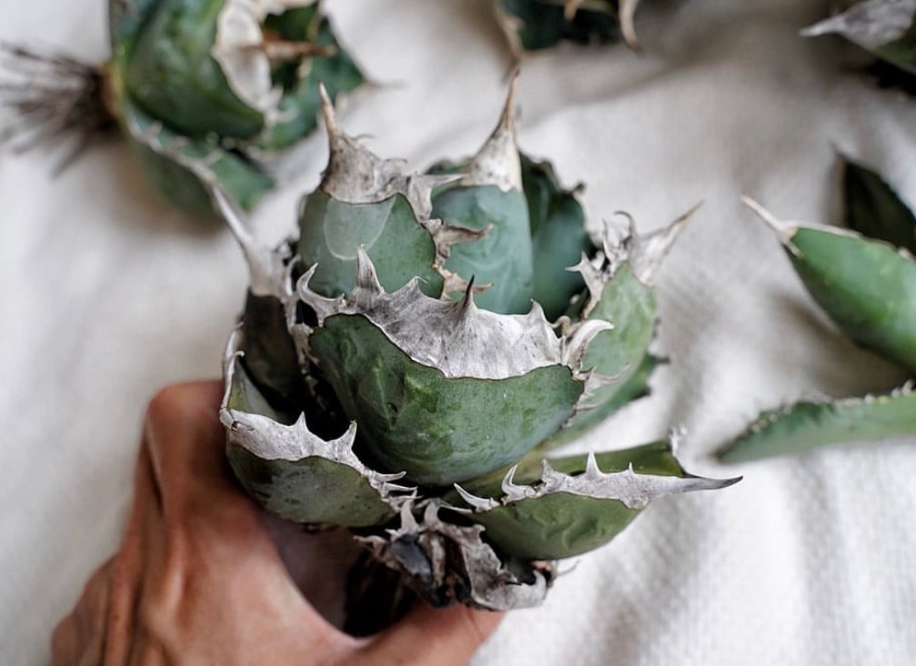 アガベ 南アフリカダイヤモンド ムチムチ子株 | アガベ専門店 Heart