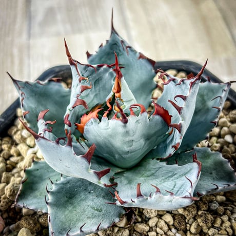 アガベ専門店 Heart plants.