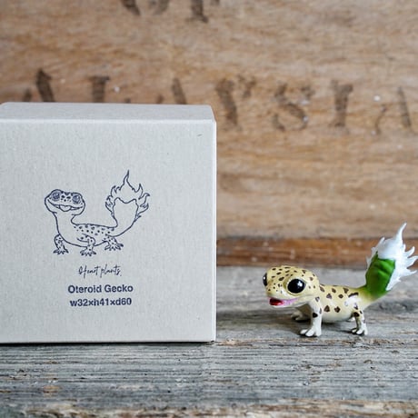 アガべ　Oteroid gecko"ヒョウモンアガベモドキ"