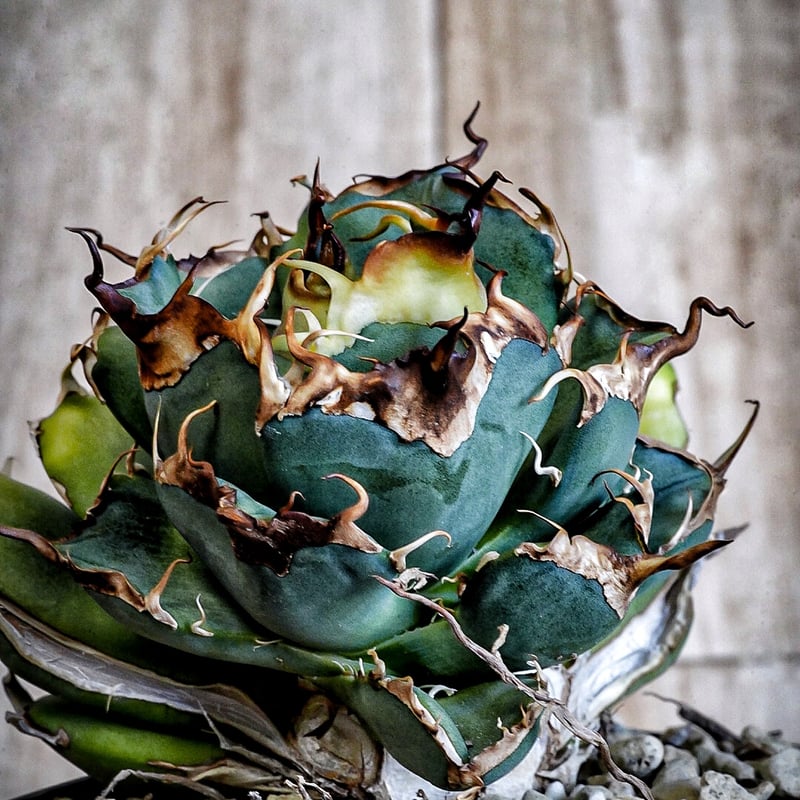 アガベ 超球体 極太鋸歯 HP033 子株発根済み | Heartplants