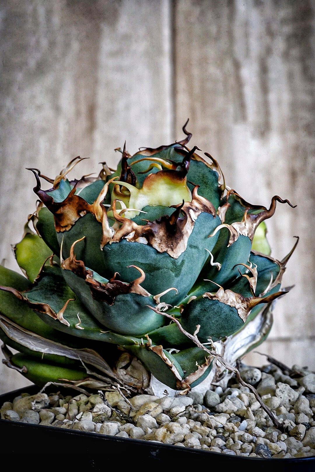 アガベ 超球体 極太鋸歯 HP033 子株発根済み | Heartplants