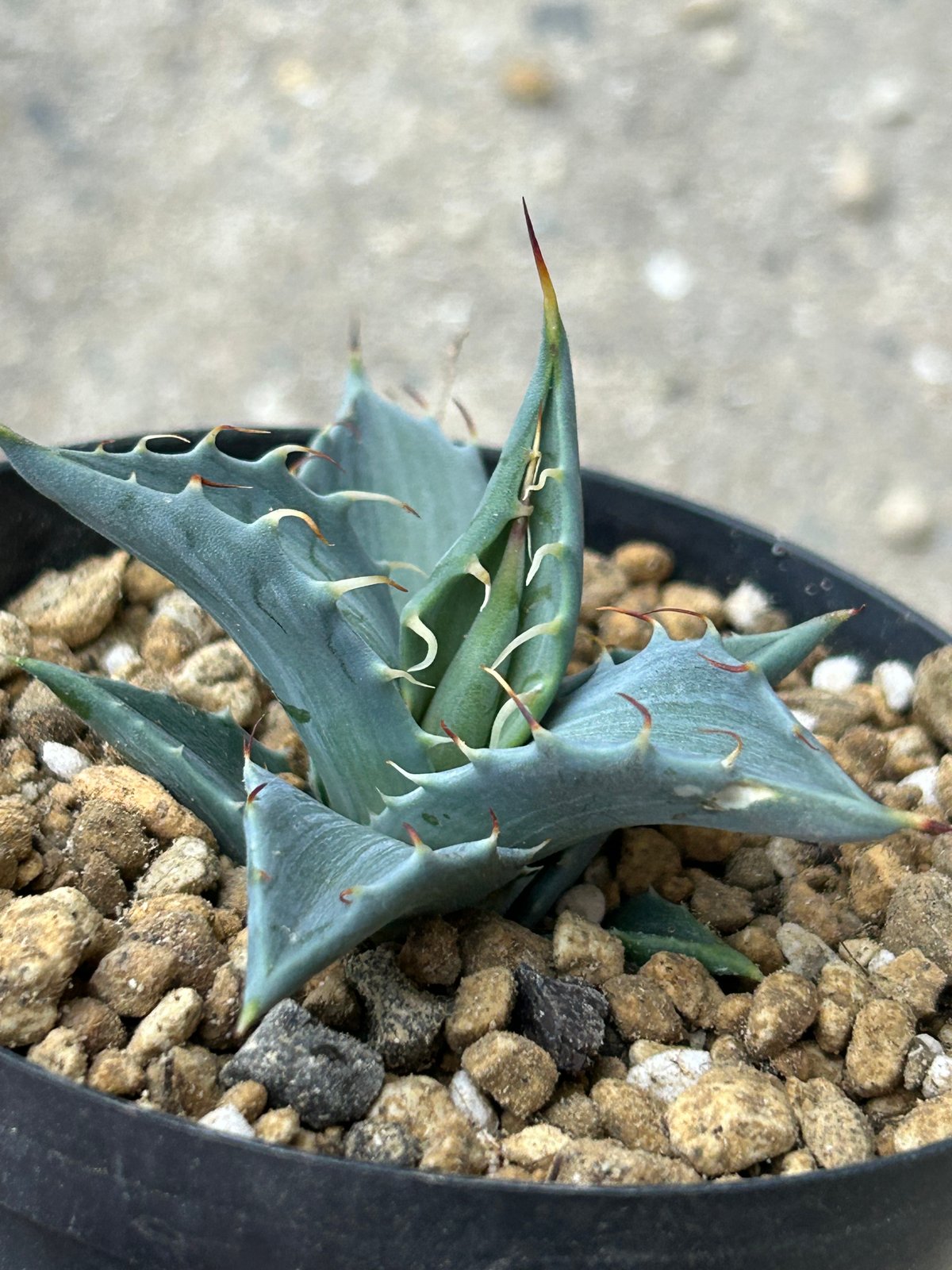 アガベ マルガリータ実生⑥ 優良個体 | アガベ専門店 Heart plants.