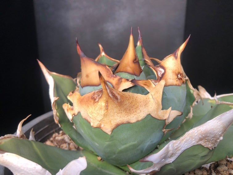 アガベ クラウンイーグル 冠鷲 大きめ | アガベ専門店 Heart plants.