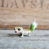 アガべ　Oteroid gecko"ヒョウモンアガベモドキ"