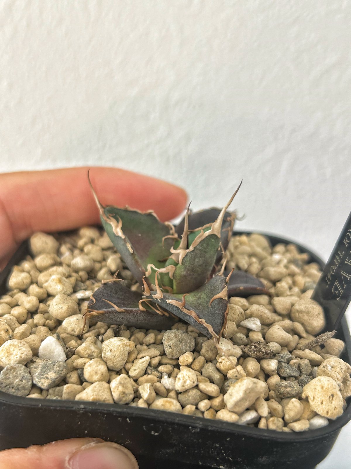 アガベ　オテロイ　実生　スーパーSSランク　ロングスパイン アガベ オテロイ 実生 スーパーSSランク ロングスパイン アガベ