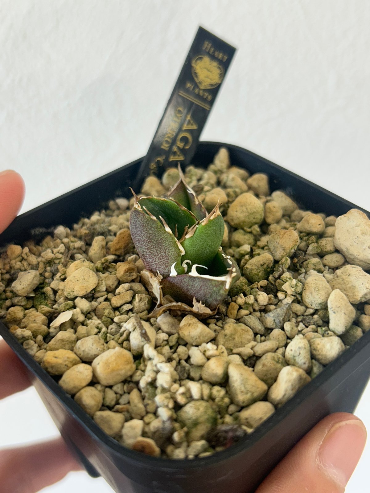 ウシ　アガベ　セット販売　22株 アガベ チタノタ アザラシ 海豹 CS2 agave titanota Compacta