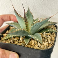 アガベ チタノタブルー