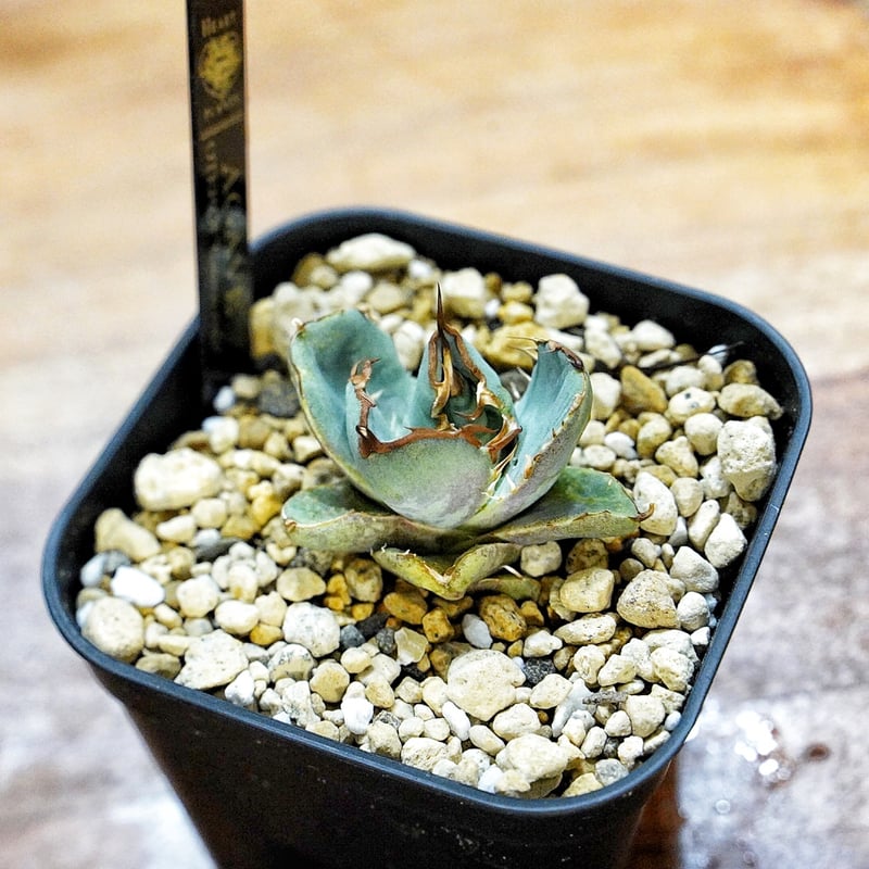 アガベ クラウンイーグル 冠鷲 発根済み | Heartplants 