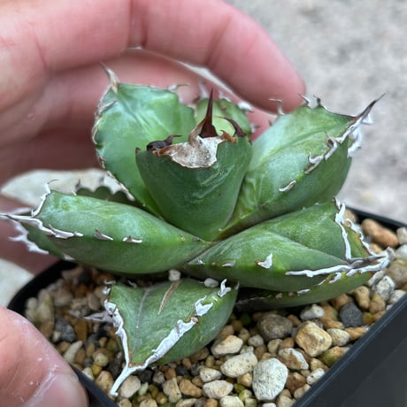 CATEGORY Agave | アガベ専門店 Heart plants.