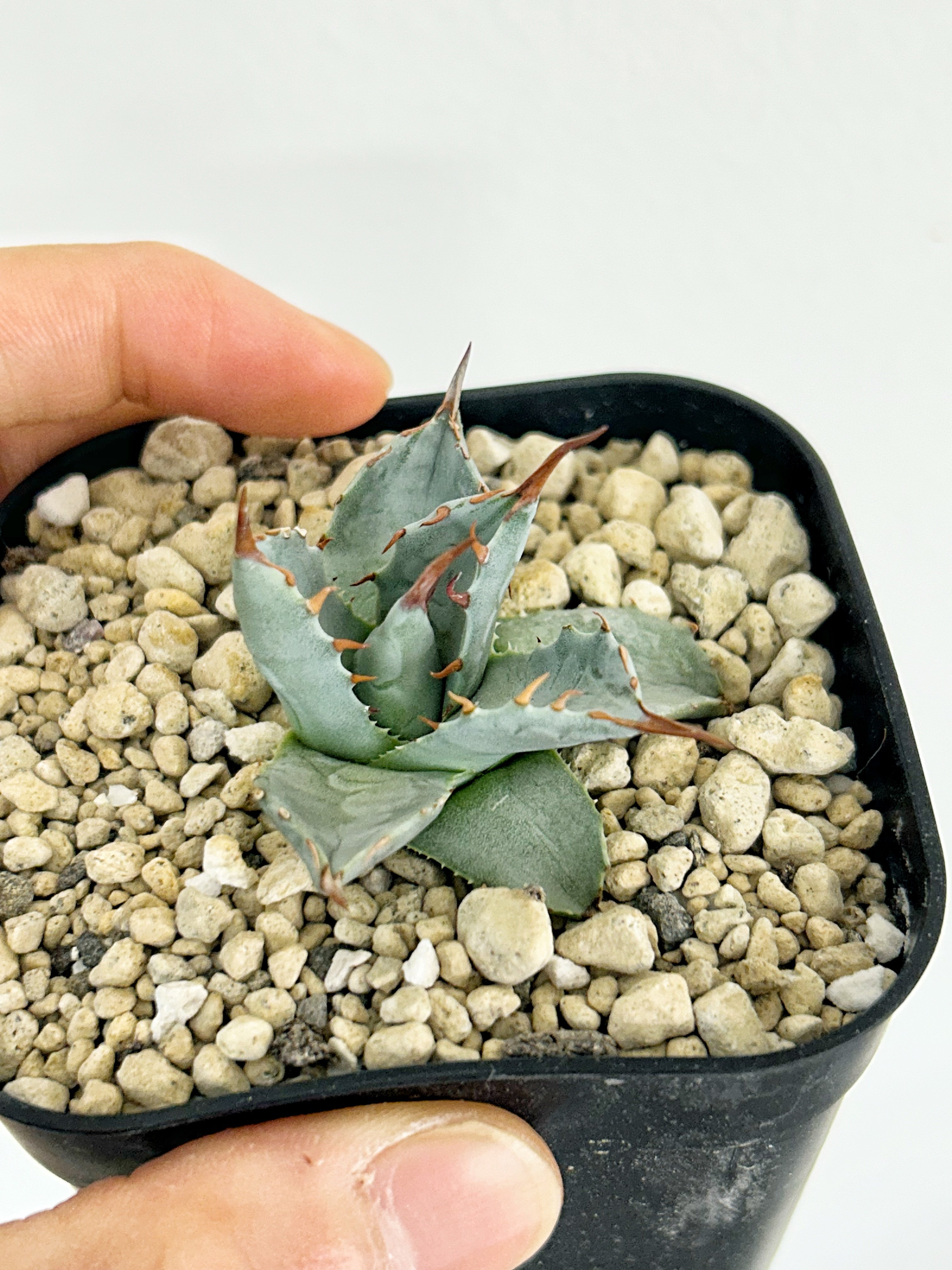 アガベ 妖蟹 ユタエンシス ×イシスメンシス | アガベ専門店 Heart plants.