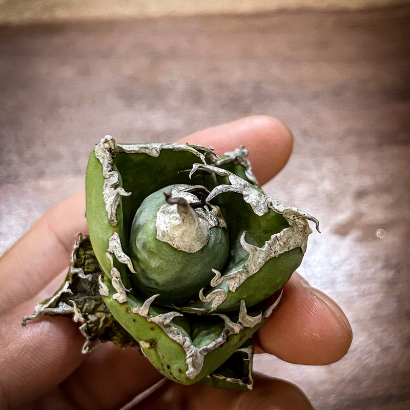 アガベ 南アフリカダイヤモンド ムチムチ子株 発根済み | アガベ専門店