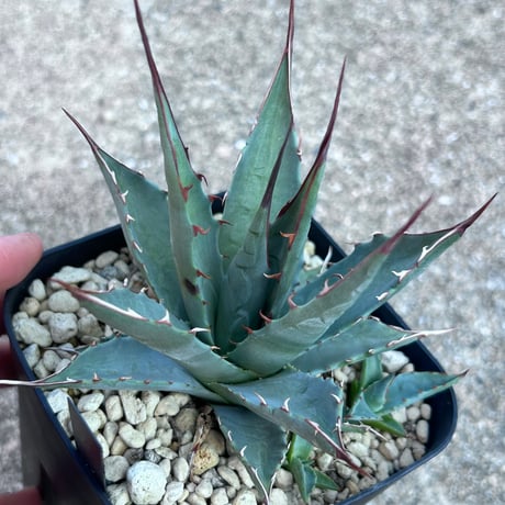 CATEGORY Agave | アガベ専門店 Heart plants.