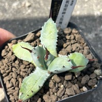 アガベ　芙蘿菈種兄弟　A41特白肌×玫瑰八荒