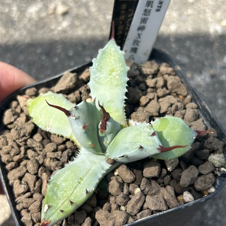アガベ専門店 Heart plants.