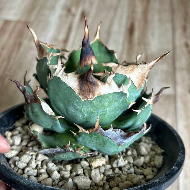 ☆激アツ☆ アガベ D040 キングアーサー 子株（カキコ） カキコ | STORES