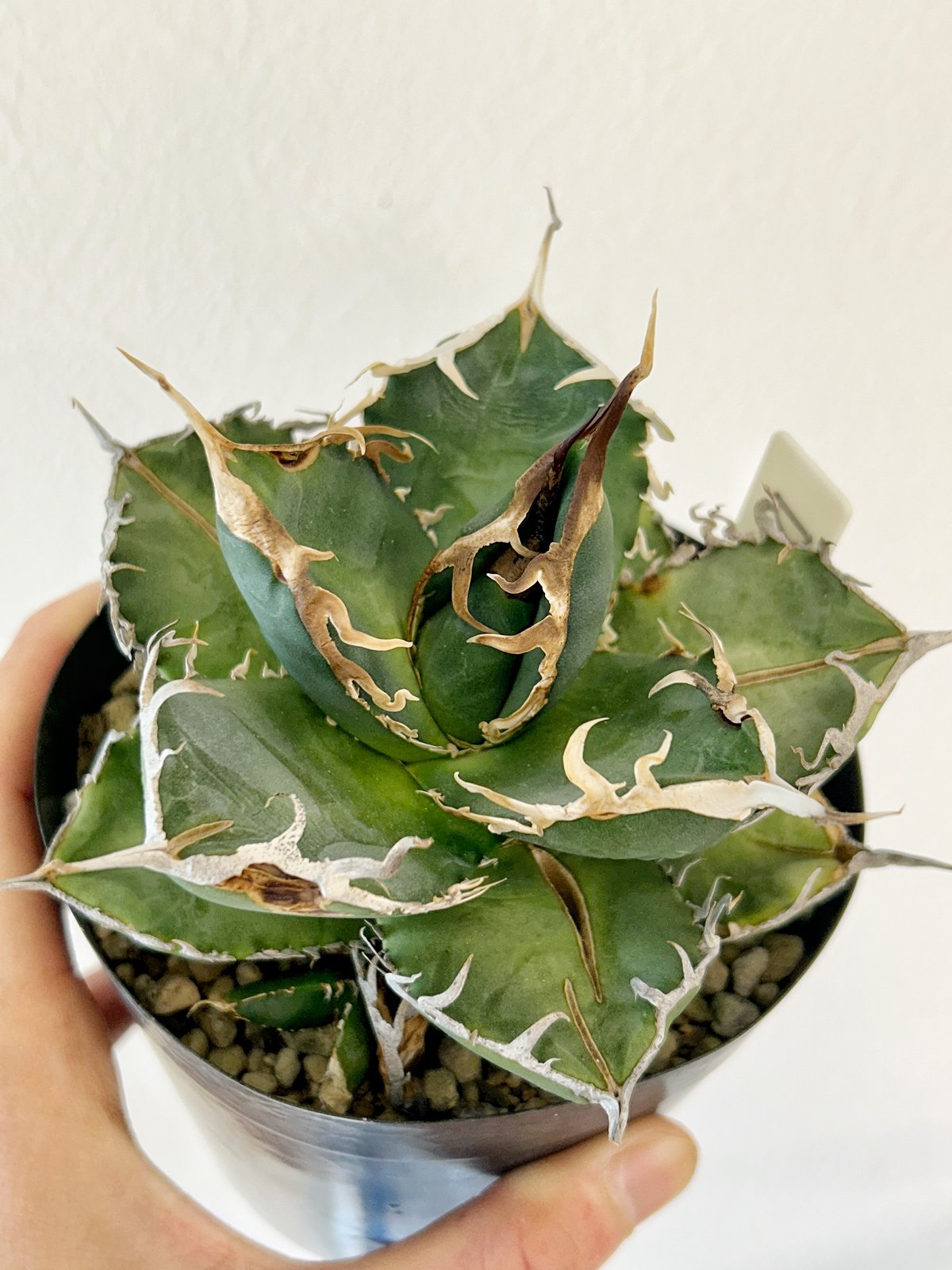 アガベ　魏怒羅　ギドラ　子株 アガベ Denis007 ギドラ 魏怒羅 子株 | Heartplants