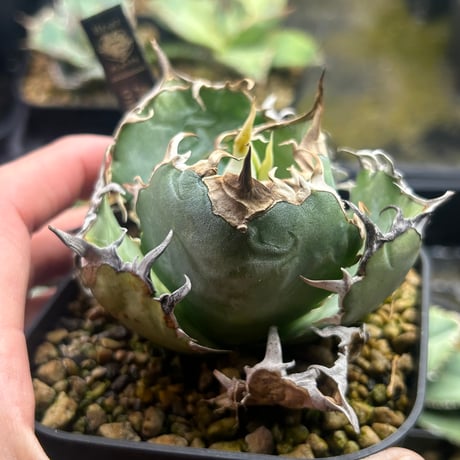 アガベ専門店 Heart plants.