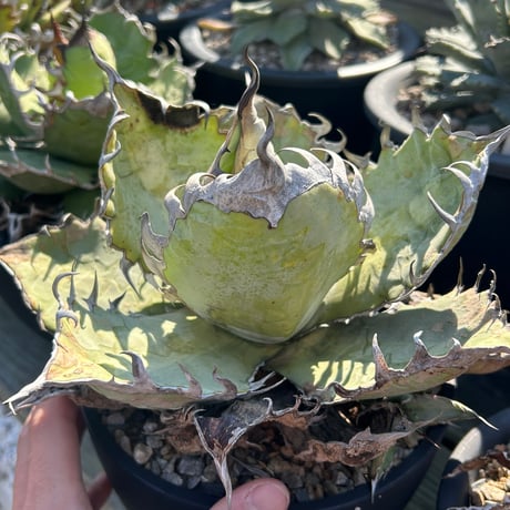 アガベ専門店 Heart plants.