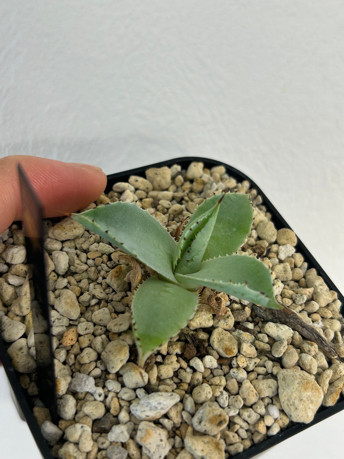 アガベ イシスメンシス×屈原の舞(パルメリー)hyb | Heartplants アガベ イシスメンシス×屈原の舞(パルメリー)hyb | Heartplants