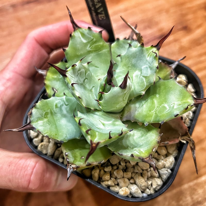 アガベ マクロアカンサ×イシスメンシス ハイブリッド | アガベ専門店