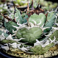 アガべ キシロナカンサ×コロラータ ハイブリッド | アガベ専門店 Heart