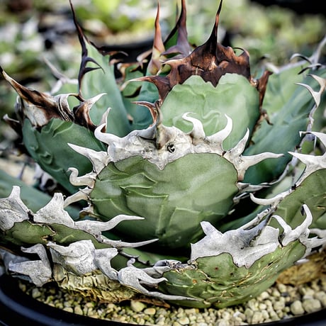 アガベ　USドワーフ親株　子株付き アガベ USドワーフ親株 子株付き アガベ USドワーフ親株 子株付き