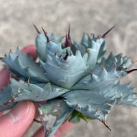 アガベ エボリスピナBB 妖炎BB 良型選抜個体 | アガベ専門店 Heart plants.