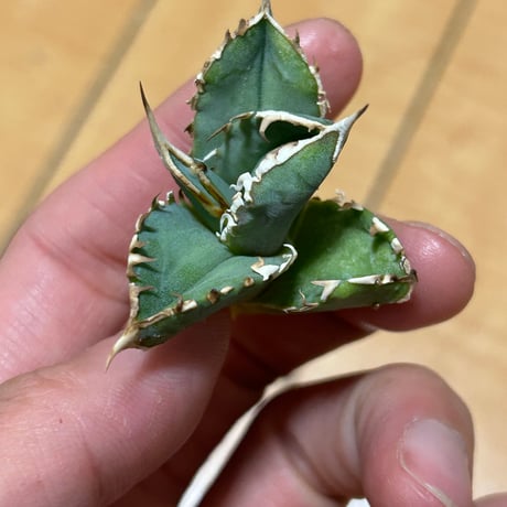 アガベ　Heartplantsコレクション白豪棘　子株　オテロイ