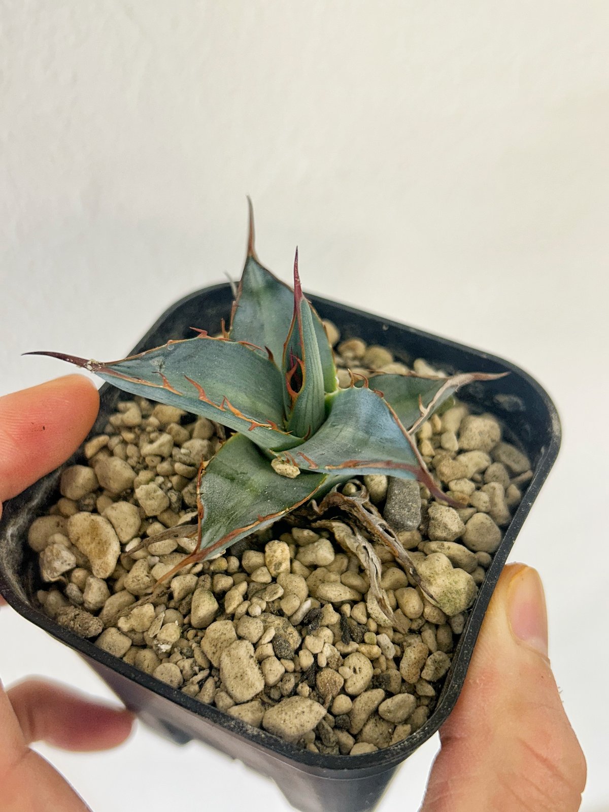 『引き取り限定』コロラータ　ハイブリッド　大苗 2025年最新】コロラータ ハイブリッドの人気アイテム - メルカリ