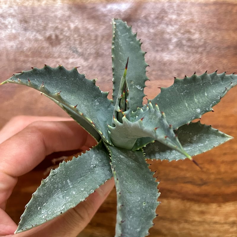 アガベ　シグマトフィラ アガベ シグマトフィラの成長 | ドライガーデン&金魚