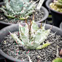 アガベ イシスメンシスハイブリッド 青葉 | アガベ専門店 Heart plants.