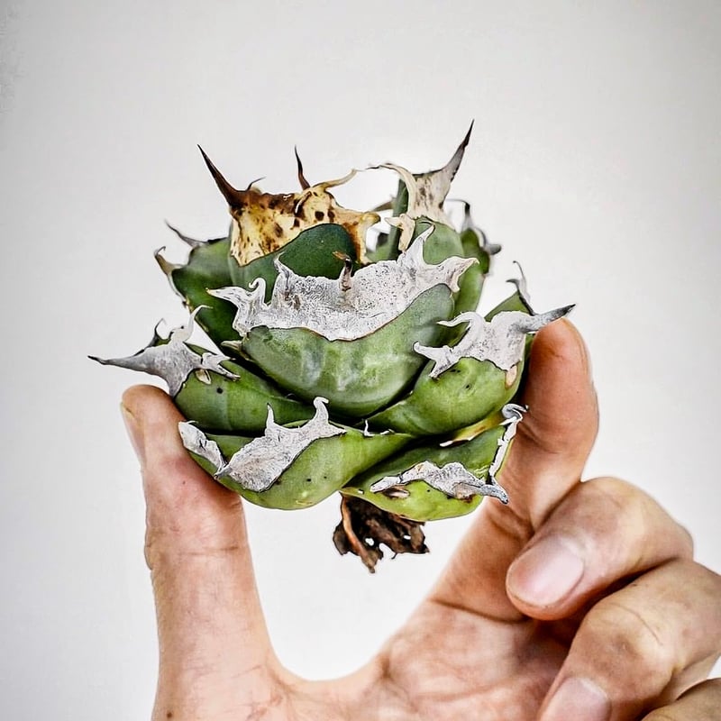 コレクション株』アガベ ノーネーム ビックスパイン 強鋸歯 中株 発根