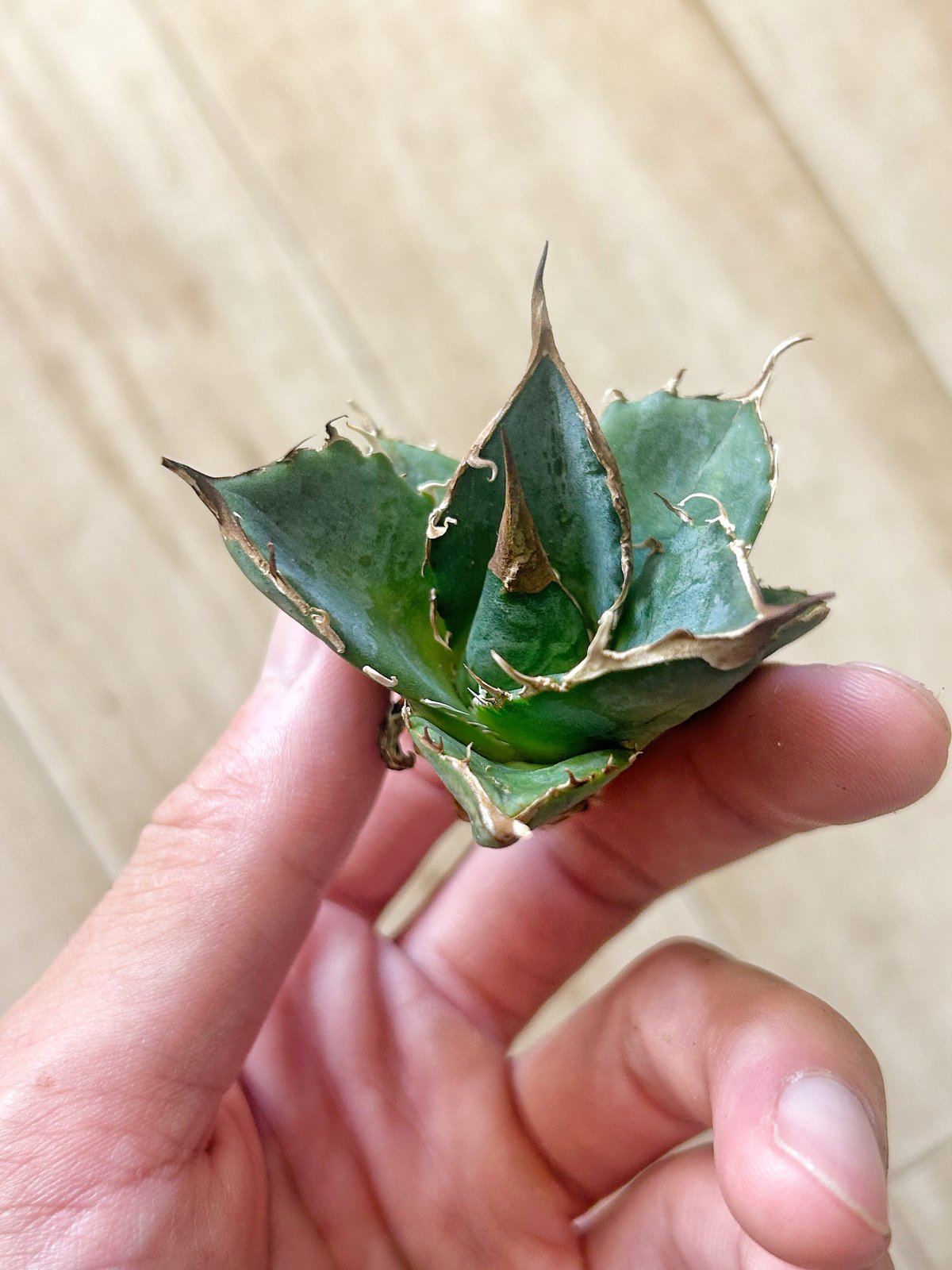 アガベ　緑犀牛　中株 アガベ 緑犀牛 中株