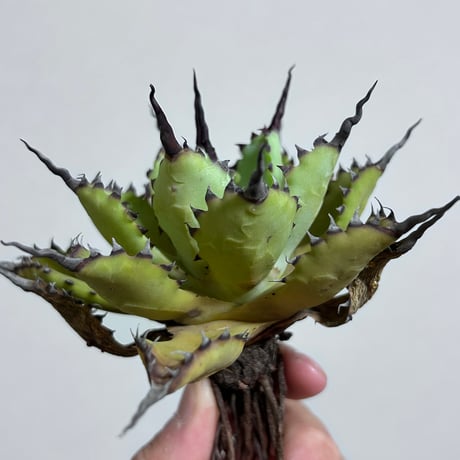 CATEGORY Agave | アガベ専門店 Heart plants.