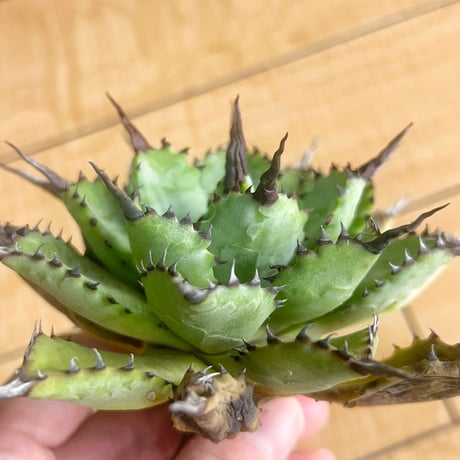 CATEGORY Agave | アガベ専門店 Heart plants. CATEGORY Agave | アガベ専門店 Heart plants.