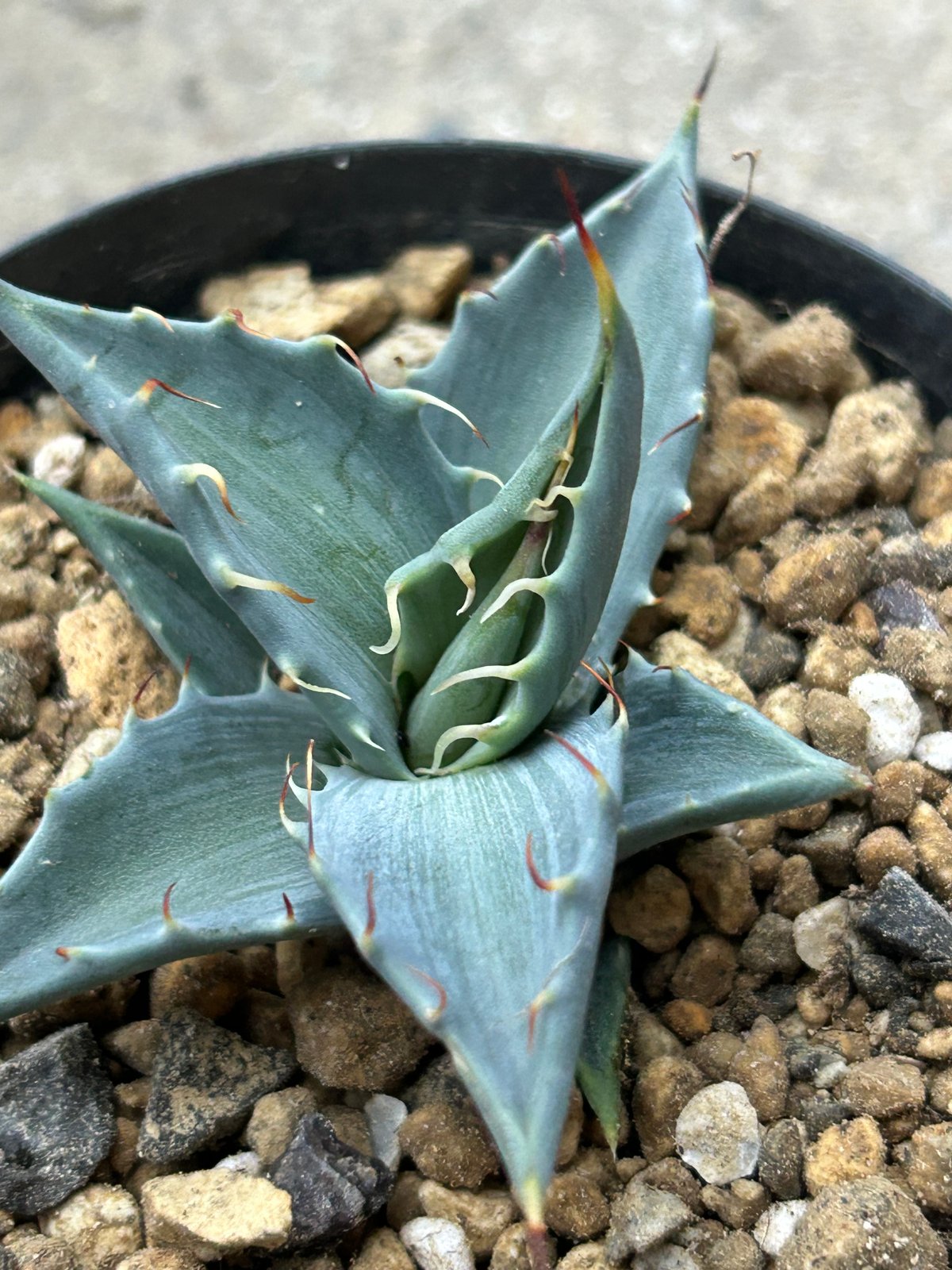 アガベ マルガリータ実生⑥ 優良個体 | アガベ専門店 Heart plants.