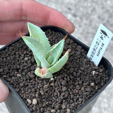 A-6 特白肌×巌龍　huplantsタグ付き