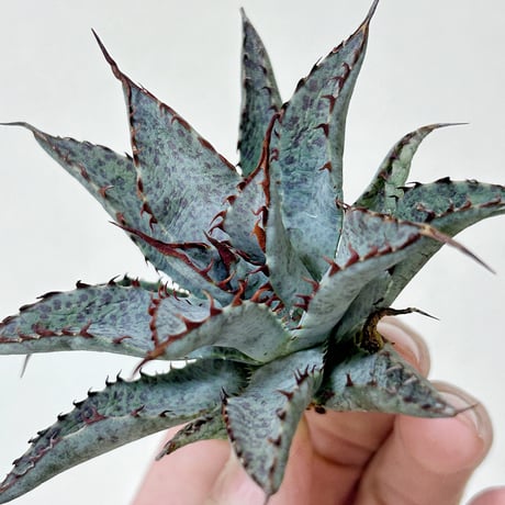 アガベ専門店 Heart plants.